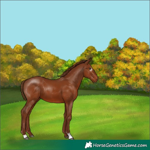 Horse Color:Gray Chestnut 