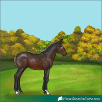 Horse Color:Gray Liver Chestnut