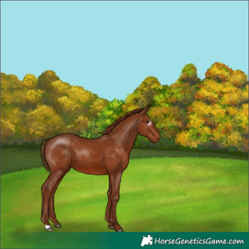 Horse Color:Gray Chestnut 