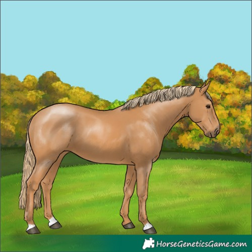 Horse Color:Chestnut 