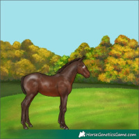 Horse Color:Gray Chestnut