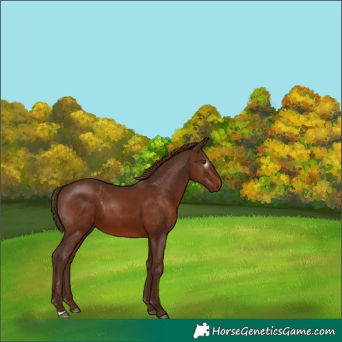 Horse Color:Gray Chestnut 