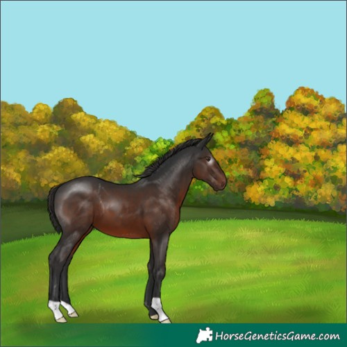 Horse Color:Gray Liver Chestnut 