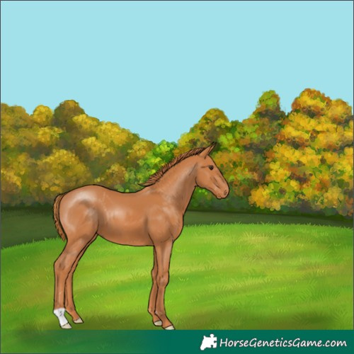 Horse Color:Chestnut 
