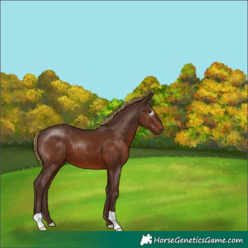 Horse Color:Gray Chestnut 
