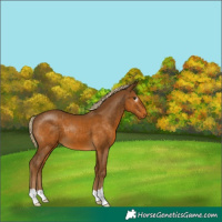 Horse Color:Gray Palomino