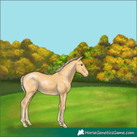 Horse Color:Palomino 