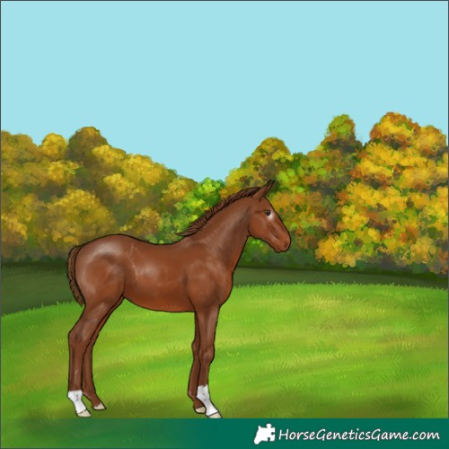 Horse Color:Gray Chestnut 