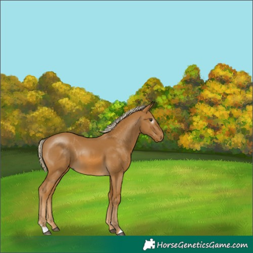 Horse Color:Gray Palomino