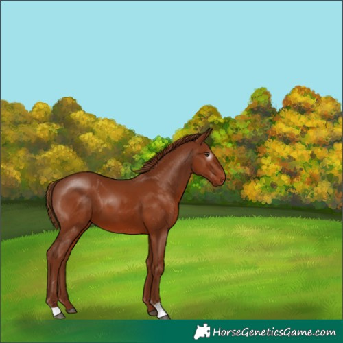 Horse Color:Gray Chestnut