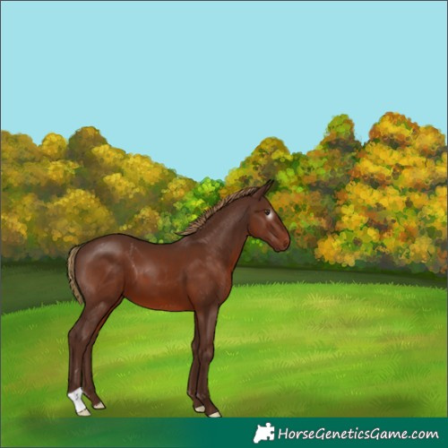 Horse Color:Gray Chestnut 