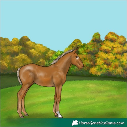 Horse Color:Gray Palomino