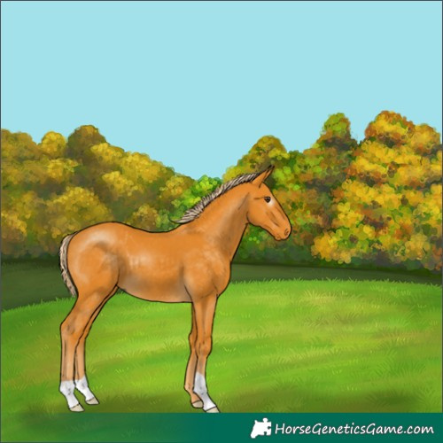 Horse Color:Gray Palomino 