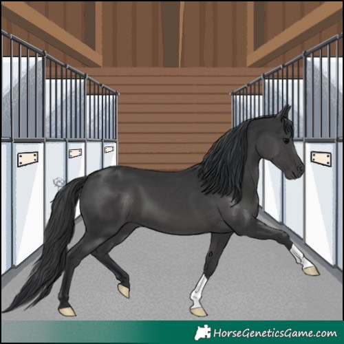 Horse Color:Black 