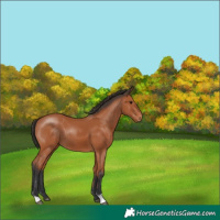 Horse Color:Bay 
