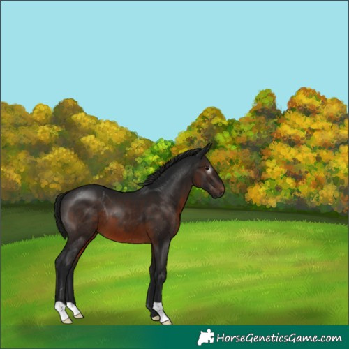 Horse Color:Gray Brown 