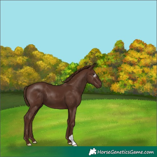Horse Color:Gray Chestnut 