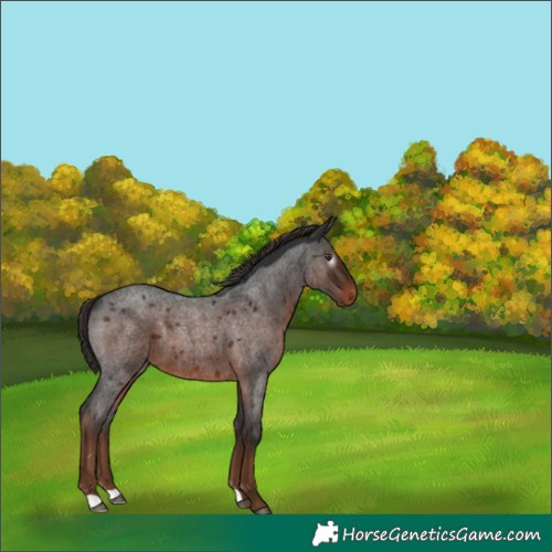 Horse Color:Gray Liver Red Roan 