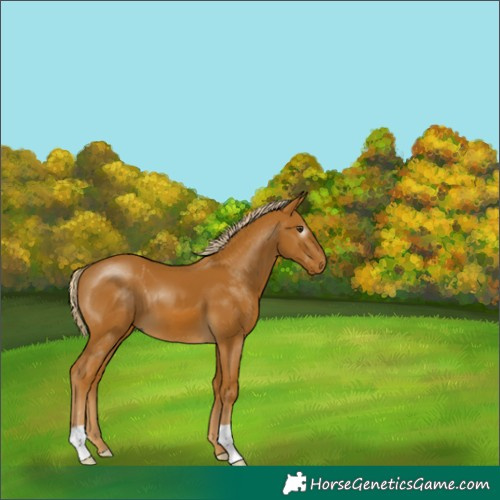 Horse Color:Gray Palomino