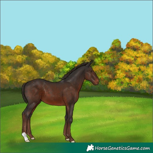 Horse Color:Liver Chestnut 