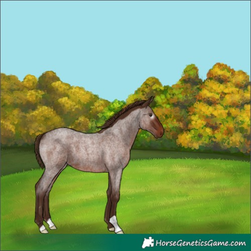Horse Color:Gray Red Roan 