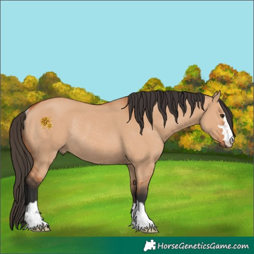 Horse Color:Bay Dun Rabicano 