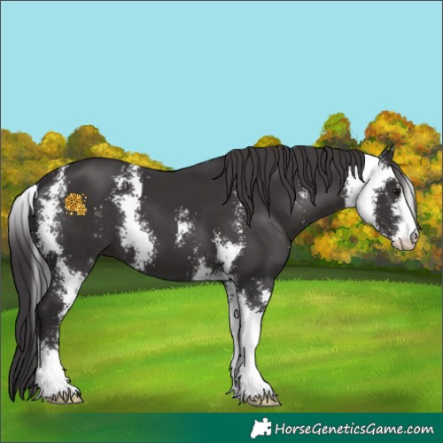 Horse Color:Smoky Black Sabino 