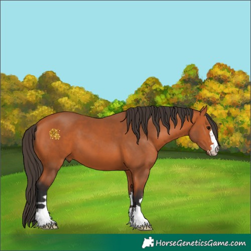 Horse Color:Bay 