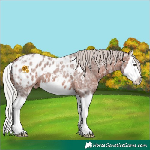 Horse Color:White Spotted Silver Brown Ice Roan Splash Appaloosa 