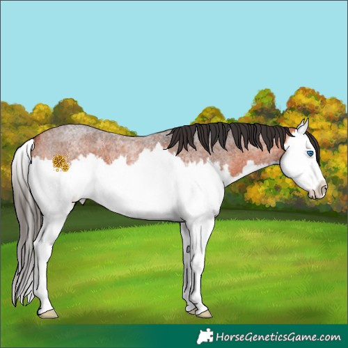 Horse Color:Bay Roan Splash 