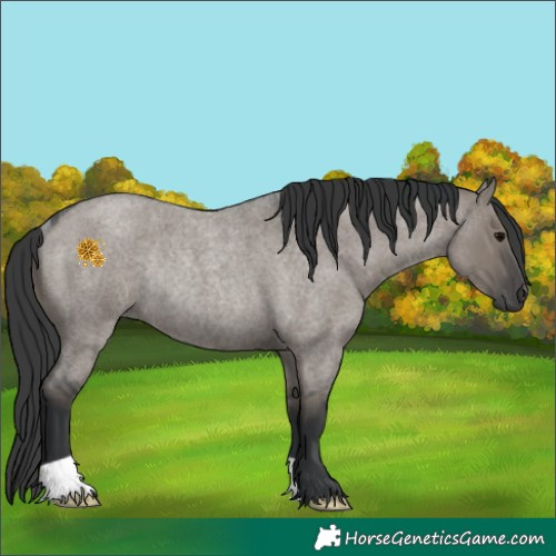 Horse Color:Grullo Roan Rabicano 
