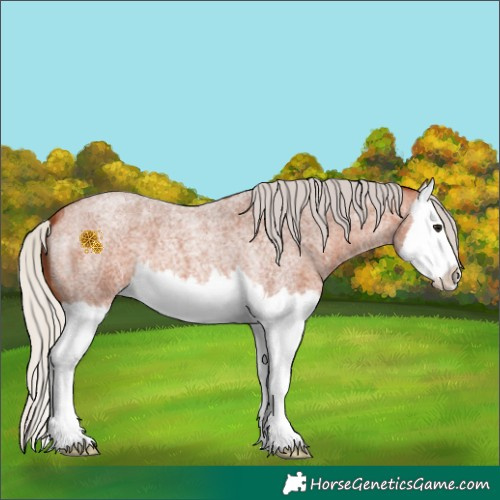 Horse Color:Silver Bay Roan Splash 