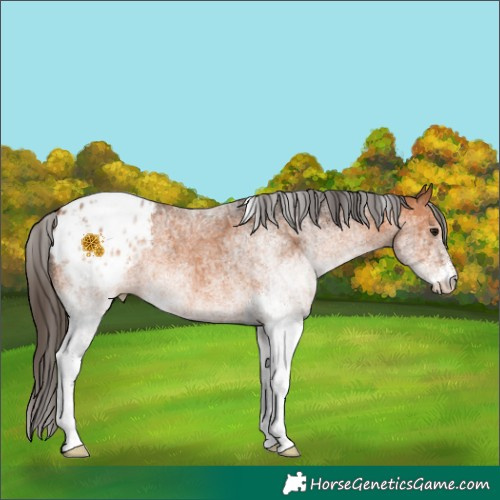 Horse Color:White Spotted Bay Blanket 