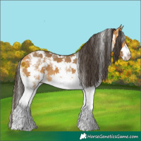 Horse Color:Buckskin Sabino