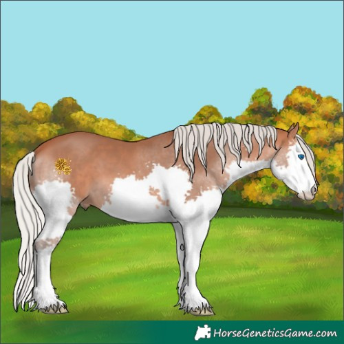 Horse Color:Silver Bay Splash 