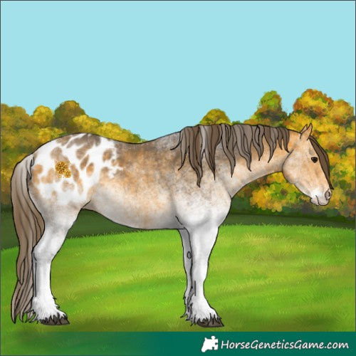 Horse Color:White Spotted Buckskin Blanket 