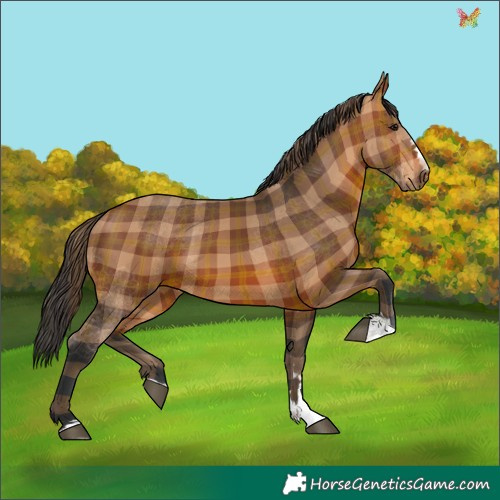 Horse Color:Plaid  Bay 