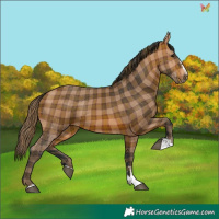 Horse Color:Plaid  Bay 
