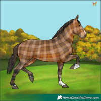 Horse Color:Plaid  Bay 