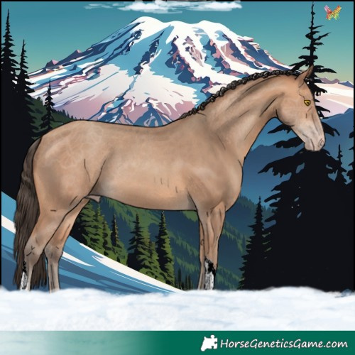 Horse Color:Amber Champagne Tobiano 