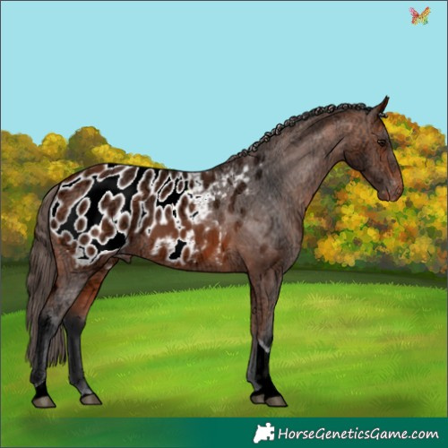 Horse Color:Bay Ice Tobiano Appaloosa 