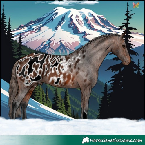 Horse Color:Bay Ice Tobiano Blanket 
