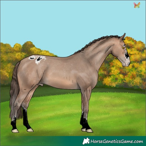 Horse Color:Amber Champagne Splash Appaloosa 