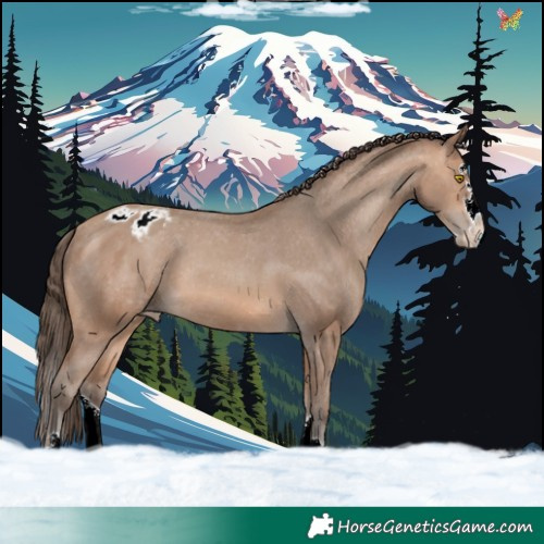 Horse Color:Amber Champagne Splash Appaloosa 