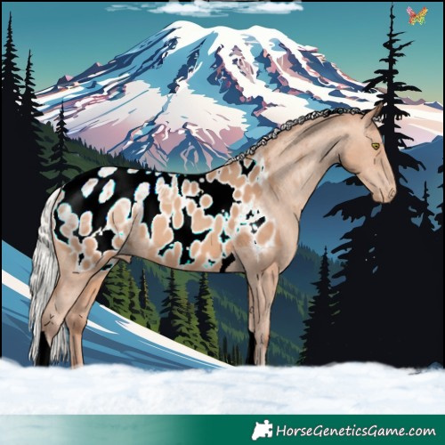 Horse Color:Silver Amber Champagne Ice Tobiano Appaloosa 