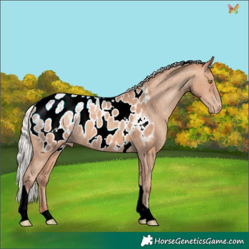 Horse Color:Silver Amber Champagne Ice Tobiano Appaloosa 