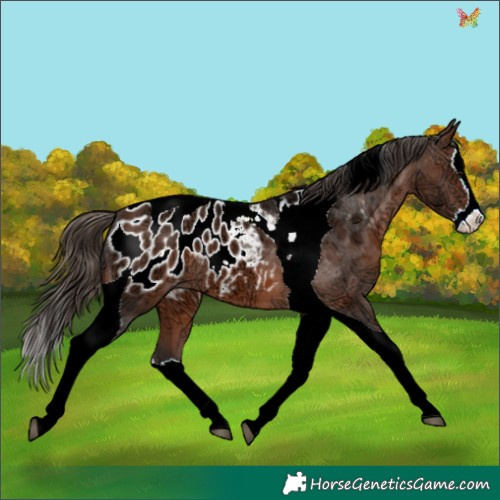 Horse Color:Brown Ice Splash Tobiano Appaloosa 