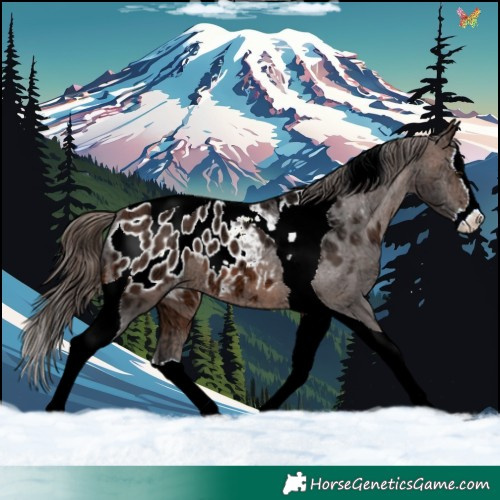 Horse Color:Brown Ice Splash Tobiano Blanket 