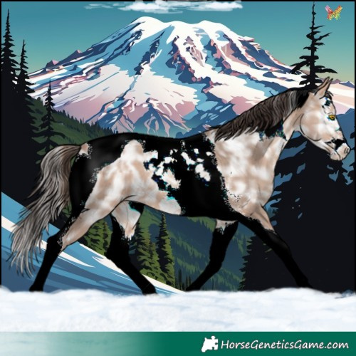 Horse Color:Amber Champagne Ice Sabino Splash Tobiano 