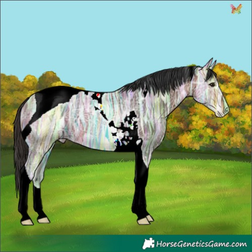 Horse Color:Bay Ice Tobiano 